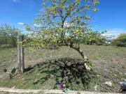 TERRENO EN VENTA CUACHIXOLOTERA ATLATLAHUACAN, MORELOS TERRENO EN VENTA CUACHIXOLOTERA ATLATLAHUACAN, MORELOS