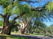 TERRENO EN VENTA EDEN LOS SABINOS AGUASCALIENTES