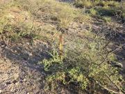 TERRENO EN VENTA EJIDO CHUVISCAR CHIHUAHUA, CHIH