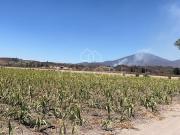 TERRENO EN VENTA, EL REFUGIO, TALA, JALISCO