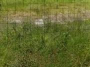 TERRENO EN VENTA EN AGUASCALIENTES NORTE CAMPANARIO USO...