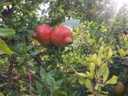 Terreno en venta en Albuñuelas, CONCHAR