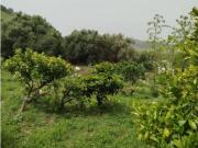 Terreno en Venta en Alcalá de los Gazules