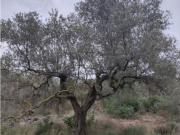 Terreno en Venta en Alcanar