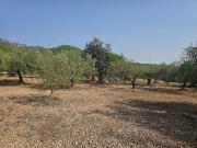 Terreno en venta en Alcanar, de 24.000 m² por 86.000