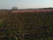 Terreno en venta en Alcarràs, de 23.000 m² por 95.000