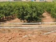 Terreno en Venta en Alginet