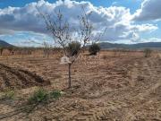 Terreno en Venta en Algueña