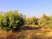 Terreno en Venta en Alhaurín de la Torre