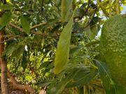 Terreno en Venta en Alhaurín de la Torre