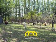 Terreno en venta en Amplia finca con produccion de...