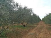 Terreno en Venta en Antequera