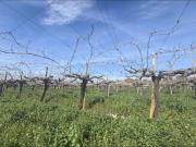 Terreno en venta en Aspe, Pedanías Este