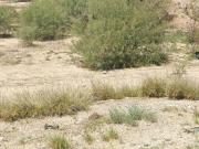 TERRENO EN VENTA EN AUTOPISTA TORREON SAN PEDRO