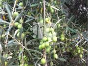 Terreno en Venta en Baena