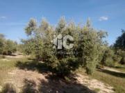 Terreno en Venta en Baena