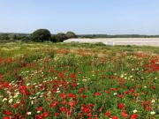 Terreno en Venta en Barbate