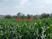 Terreno en venta en Barranca a S/3,340,000