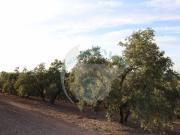 Terreno en Venta en Benamejí