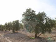 Terreno en Venta en Benamejí