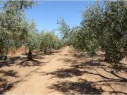 Terreno en Venta en Benicarló