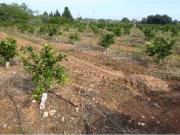 Terreno en Venta en Benicarló