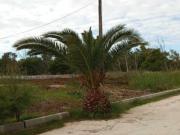 Terreno en Venta en Benicasim Benicàssim