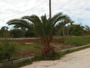 Terreno en venta en Benicasim/benicàssim