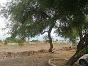 Terreno en venta en Bernardo Cobos, Irapuato, Guanajuato