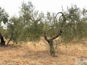 Terreno en venta en Bollullos par del Condado, REMUÑANA