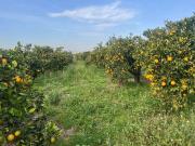 Terreno en Venta en Borriana Burriana