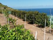 Terreno en Venta en Buenavista del Norte