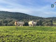 Terreno en Venta en Cáceres