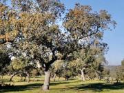 Terreno en Venta en Cáceres