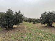 Terreno en venta en calle De Dalt, Roses, de 7.400 m²...