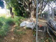 Terreno en Venta en Calle del Hule, Delicias,...