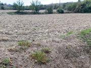 Terreno en venta en calle La Creu, Torelló, de 2.031 m²...