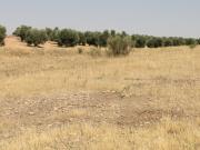 Terreno en venta en Campo De Criptana