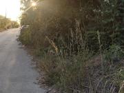 Terreno en Venta en Cancún. Doctores 1000 m2....