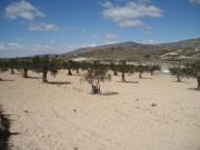 Terreno en Venta en Caudete