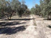 Terreno en Venta en Cehegín