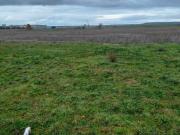 Terreno en Venta en Cerecinos del Carrizal