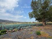 TERRENO EN VENTA EN CERRO DE LA CAMPANA, ZAPOTLANEJO,...