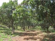 Terreno en venta en Cerro de Ortega, Tecomán, Colima
