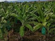 Terreno en venta en Cerro de Ortega, Tecomán, Colima