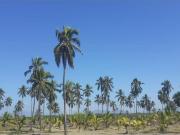 Terreno en venta en Cerro de Ortega, Tecomán, Colima