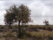 Terreno en Venta en Chinchón