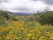 Terreno en venta en Chisco, Tepoztlán, Morelos