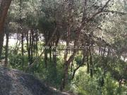 Terreno en venta, en Chiva