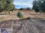 Terreno en Venta en Cieza Murcia